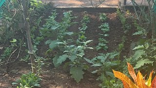 Veg Garden \u0026 Theft @Lharden77 #tibetanvlogger #tibetanyoutuber #fruits