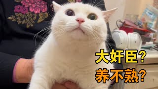 猫真的是“奸臣”吗？其实它们也是很忠心和顾家的！【海藻爱麻麻】