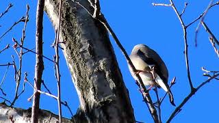 イカル_9_癒し_薬師池公園_Japaniese Grosbeak_4K