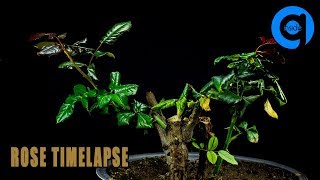 Rose Growth Time Lapse - Growing Plant