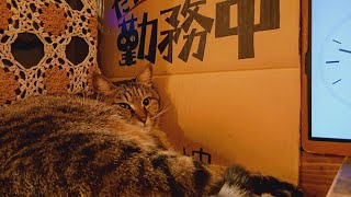 2025.1.8【Cat Live Stream】看板猫かもめの『ただいま勤務中』