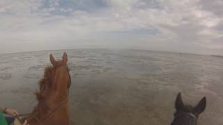 Cuxhaven Pferdeurlaub September 2016 GoPro3