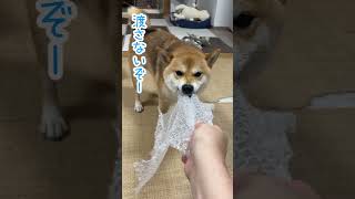 プチプチに柴ドリルを連続でお見舞いする柴犬てぃーだ #柴犬 #柴犬てぃーだ #shiba