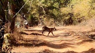 Raa female | Bandhavgarh National Park | Magadhi