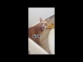 Try Not To Laugh Dogs And Cats 😁 - Best Funniest Animal Videos Of The Month #1