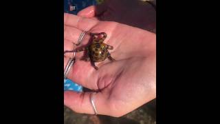 Never Touch Blue Ringed Octopus |😲😲| #shorts