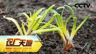 《农广天地》水培韭菜生态鱼 20181216 | CCTV农业