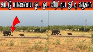 காட்டு யானையை ஓட ஓட விரட்டும் குட்டி எருமை வைரல் வீடியோ