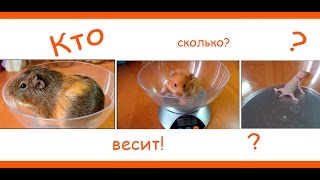 Кто сколько весит?