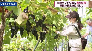 耕作放棄地からワイン用のブドウを収穫 南陽市