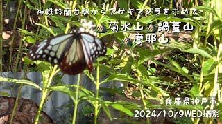 鈴蘭台駅からアサギマダラを求めて摩耶山天上寺へ（菊水山・鍋蓋山・摩耶山・摩耶別山）（きつい32）