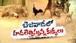 విజయవాడ వీధుల్లో భయపెడుతున్న వీధి కుక్కలు | Street Dogs Hulchul in Vijayawada