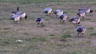 valkoposkihanhia (Branta leucopsis) ja sepelhanhi joukossa