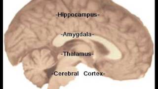Chapter 7: Memory Video