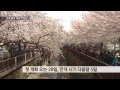 knn 뉴스 봄 꽃 축제 속으로