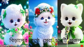 বিড়ালের গলায় চারটি সেরা গজল// Billi Naat | cute cat Naat