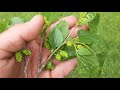 Male and Female Mulberry