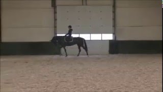 Ukato x Triompe de Muze x Indoctro x Nimmerdor ~ Ridden flatwork