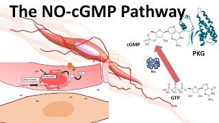 The NO-cGMP pathway