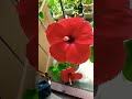 wonderful look of hibiscus flowers my chad bagan good morning shortfeet hibiscus nature