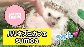 福岡おすすめ動物カフェ@ハリネズミカフェsumoa【癒し動物】