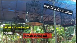 #murai batu ngeruji - nampar - turun karpet.  . ( cari tau apa penyebab dan action sekarang  ) ..!!