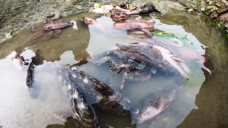 三百多平的巨無霸大水坑裡“魚群聚會”，大熊展開了撿魚大行動