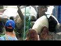 20141012圓圓嗯嗯圓仔幫忙施工加壓the giant panda yuan zai abd yuan yuan