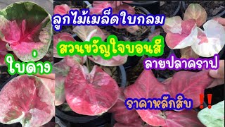 ลูกไม้เมล็ดใบกลม ใบด่าง ลายปลาคราฟ ที่สวนขวัญใจบอนสี ราคาหลักสิบ ‼️