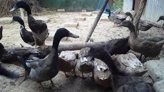 Starting a Business - Duck Farm Business Plan in Home and Duck Farming Ideas P420