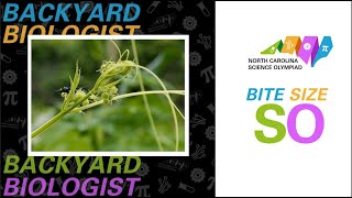 2022 Bite Size SO - Backyard Biologist