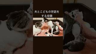 夫と子猫の世話をする母猫 #猫 #母猫 #cat #funny #おもしろ #fyp