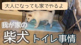 柴犬のトイレ事情　トイレのしつけ