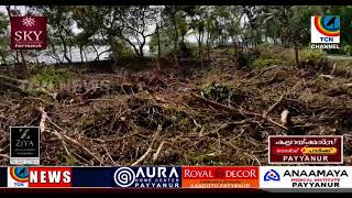 തൃക്കരിപ്പൂർ ആയിറ്റി വെള്ളാപ്പ് തീരദേശ റോഡിലെ കണ്ടൽകാട് നശീകരണത്തിൽ വിശദീകരണവുമായി ഗ്രാമപഞ്ചായത്ത് പ