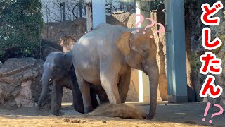 どうした？アルンくんママもビックリ【‎2024年‎1月25日】【上野動物園】アジアゾウ