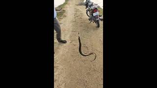 Snakefish at Nalgonda Panagal