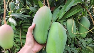 DISCOVERY The TROPICAL FRUIT Garden - Mango Vs Grapefruit Farm in Rural Vietnam, Asia