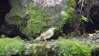 山中湖 大洞の泉のウグイスの水浴び　その２（4K動画）