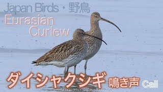 図解  ダイシャクシギ鳴き声 / EurasianCurlew クチバシ19cm　クロツラヘラサギも登場