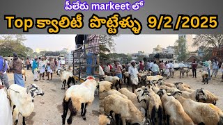 Bigg Top పొట్టేళ్ల మార్కెట్ పీలేరు //🐐🐏🐑//