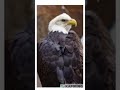 BALD EAGLE VOICE FOR KIDS | Animals Sound Library |