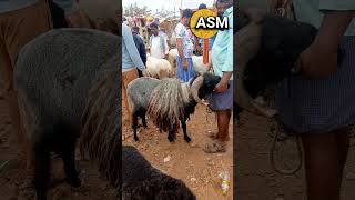 Amingad market June 2023 | Bakrid  Ram Sheep