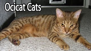 Ocicat Breed