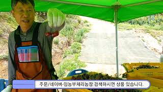 국산체리 첫수확 판매 합니다.