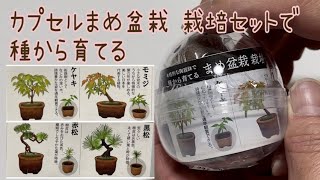 【カプセルまめ盆栽】栽培セットで種から育てる