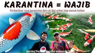 CARA KARANTINA IKAN KOI BARU YANG BENAR