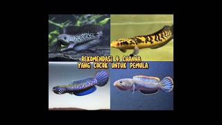 4 Rekomendasi Channa untuk pemula #channa #channamaru #senakehead