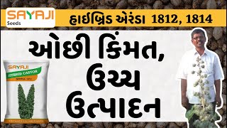 એરંડાની હાઈબ્રિડ જાતો સયાજી હાઈબ્રિડ એરંડા 1812, 1814 ગુજરાતમાં બમ્પર ઉપજ આપે છે. Sayaji Hy Castor