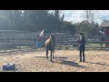 pacey rocky mountain horse fly boy pacey gaited horse exercise gaited horse training