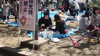 上野公園　満開の桜　お花見日和　2019.4.3   Sakura